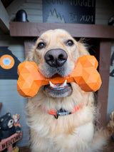 Can One Dog Toy Work for Chewing, Fetch, and Enrichment?
