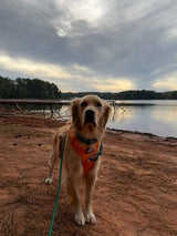 Road Trips, Trails, and Tails: How to Adventure With Your Dog the Right Way