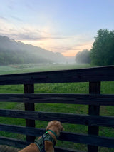 The Best Part of Having a Dog Happens Outside