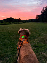 Why We Use a Pet LED Light on Evening Walks