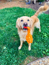 Why Dogs Love Toys Like Camp Clucker
