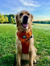 365 Days Later: The Beast Harness Test