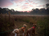 Sunrise, Two Dogs, and a Different Kind of Brand