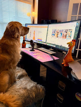 A Working Dog’s Perspective Inside How Camp Clucker Gets Built