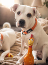 Pups Across the Country Are Falling in Love with Camp Clucker 🐔