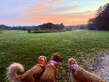 The Morning Miles That Built Nuggy Dog Co.
