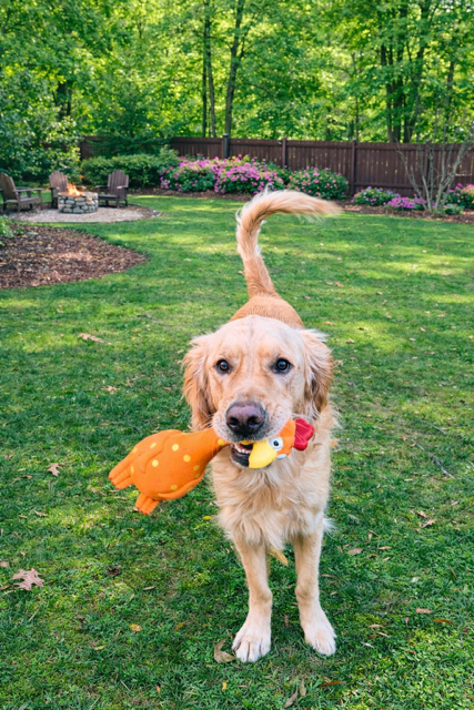 Camp Clucker squeaky chicken dog toy by Nuggy Dog Co
