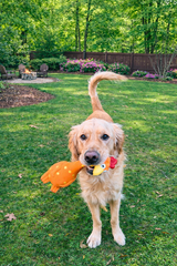 Camp Clucker squeaky chicken dog toy by Nuggy Dog Co
