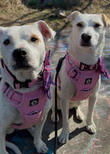 Nuggy Beast Harness