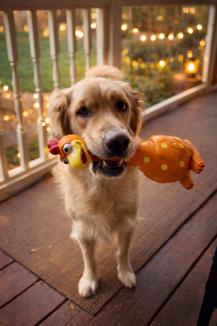 Camp Clucker squeaky chicken dog toy by Nuggy Dog Co