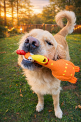 Camp Clucker squeaky chicken dog toy by Nuggy Dog Co