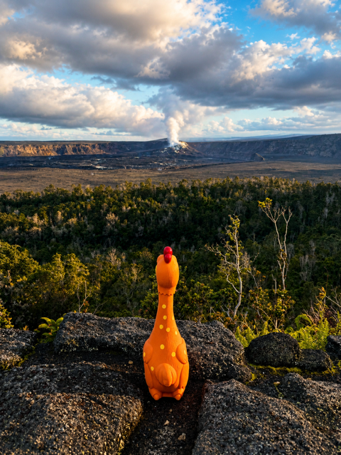 Camp Clucker Squeaky Dog Toy