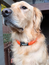 Nuggy Trail Collar