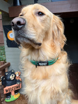 Nuggy Trail Collar