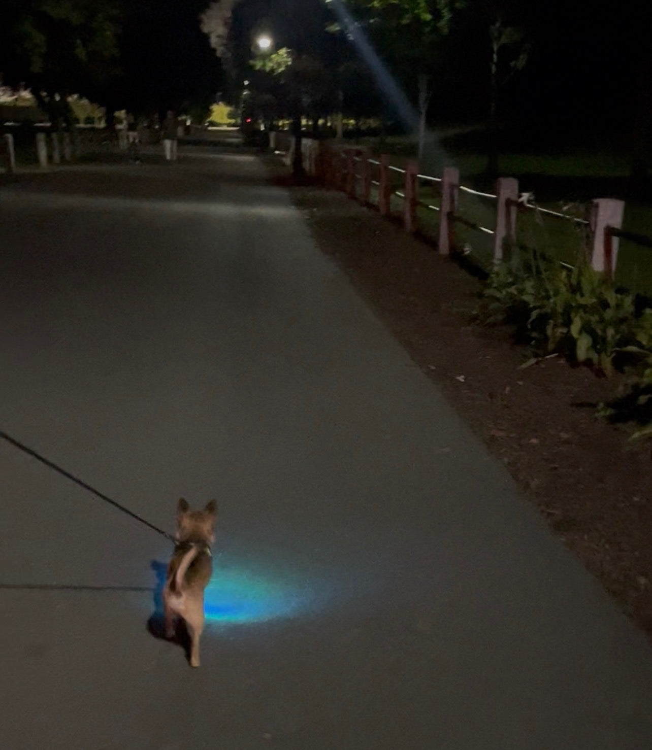 Clip-On Trail Light + Pet Light Bundle