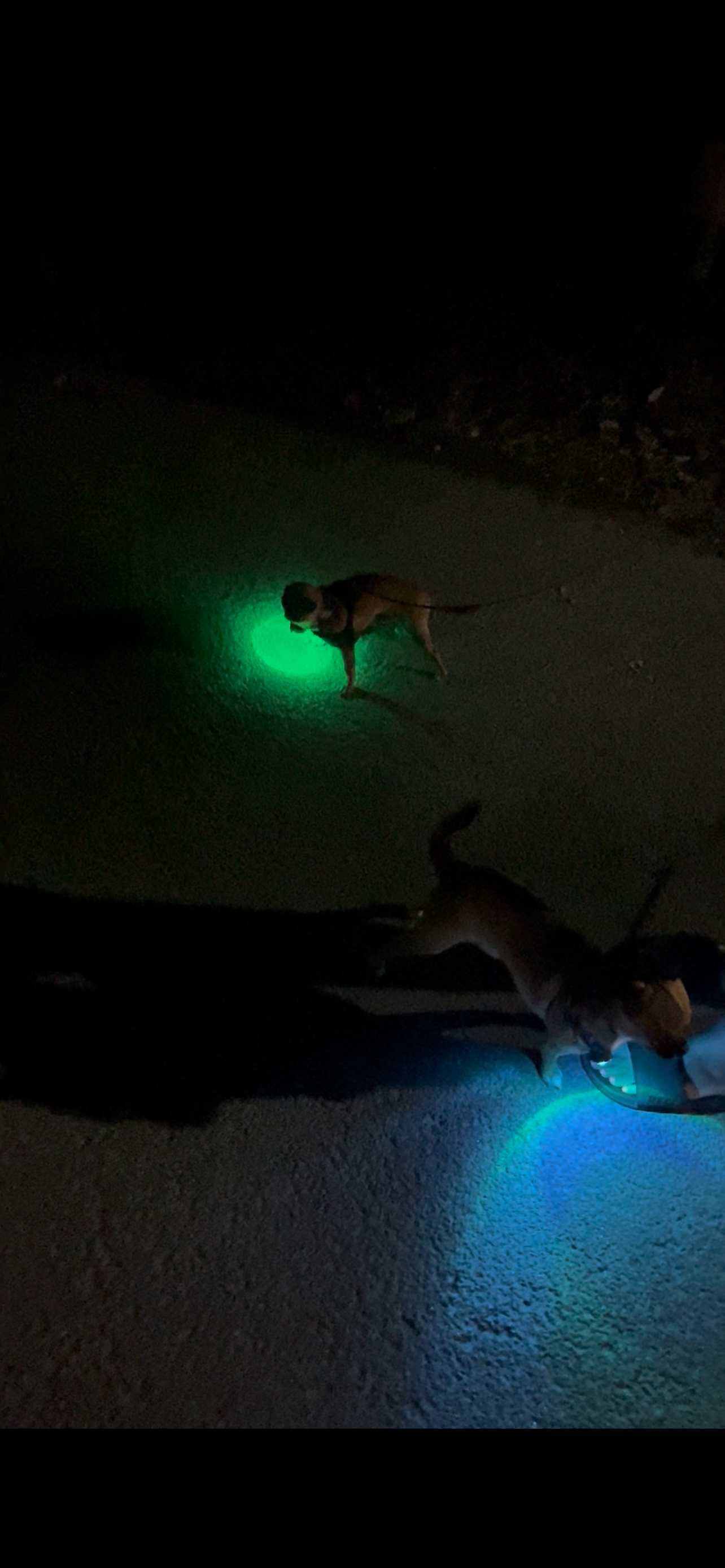 Clip-On Trail Light + Pet Light Bundle
