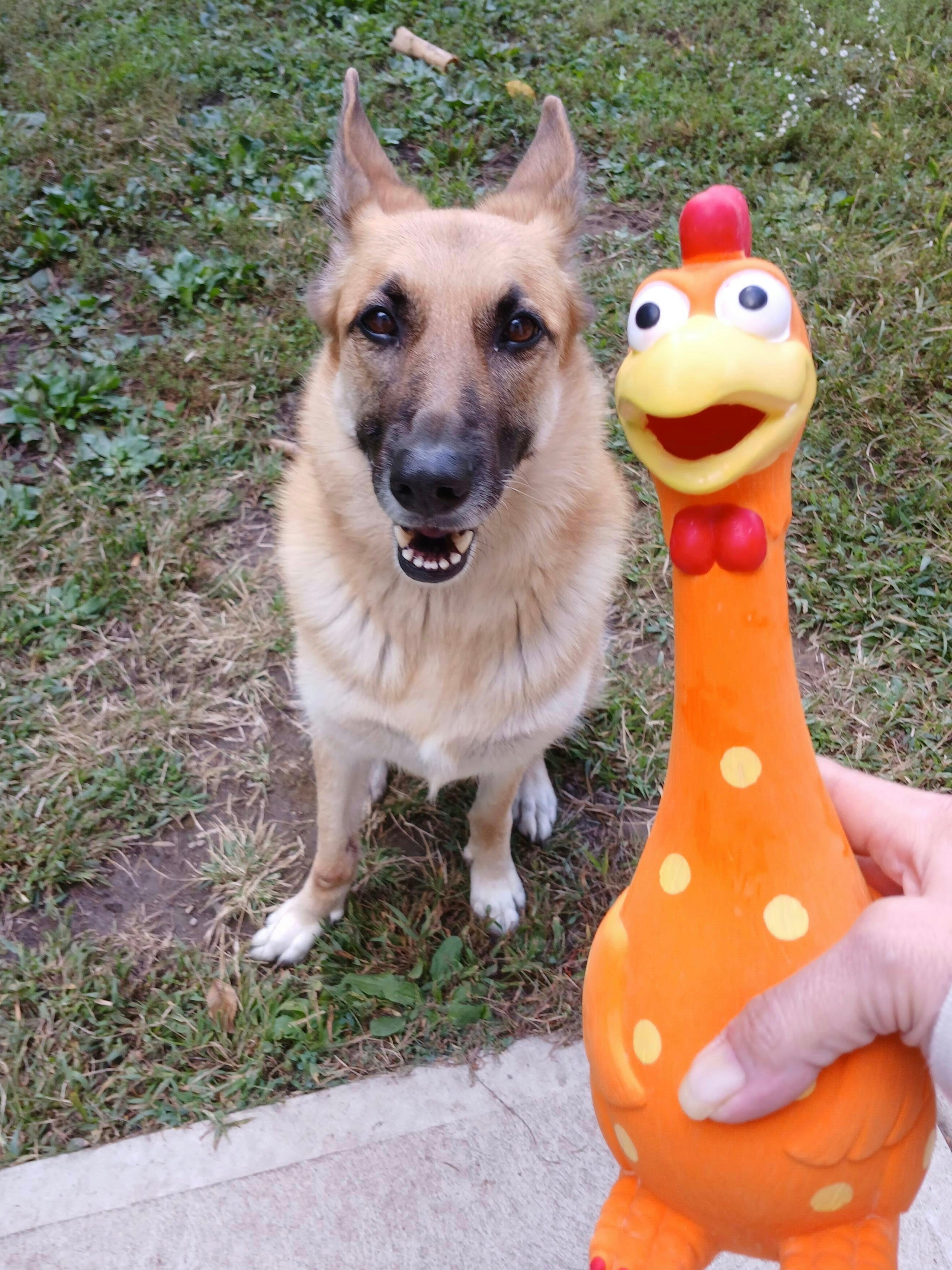 Camp Clucker Squeaky Dog Toy