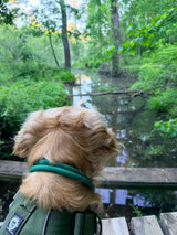 Nuggy Trail Collar