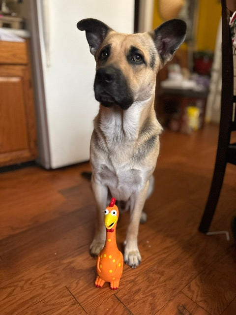 Camp Clucker Squeaky Dog Toy