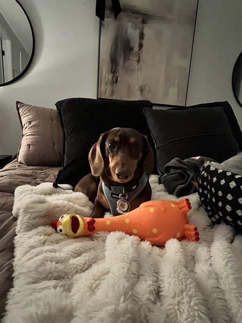 Camp Clucker squeaky chicken dog toy by Nuggy Dog Co