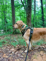Nuggy Freedom Leash – Heavy-Duty 8ft Dog Leash