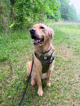 Nuggy Freedom Leash – Heavy-Duty 8ft Dog Leash