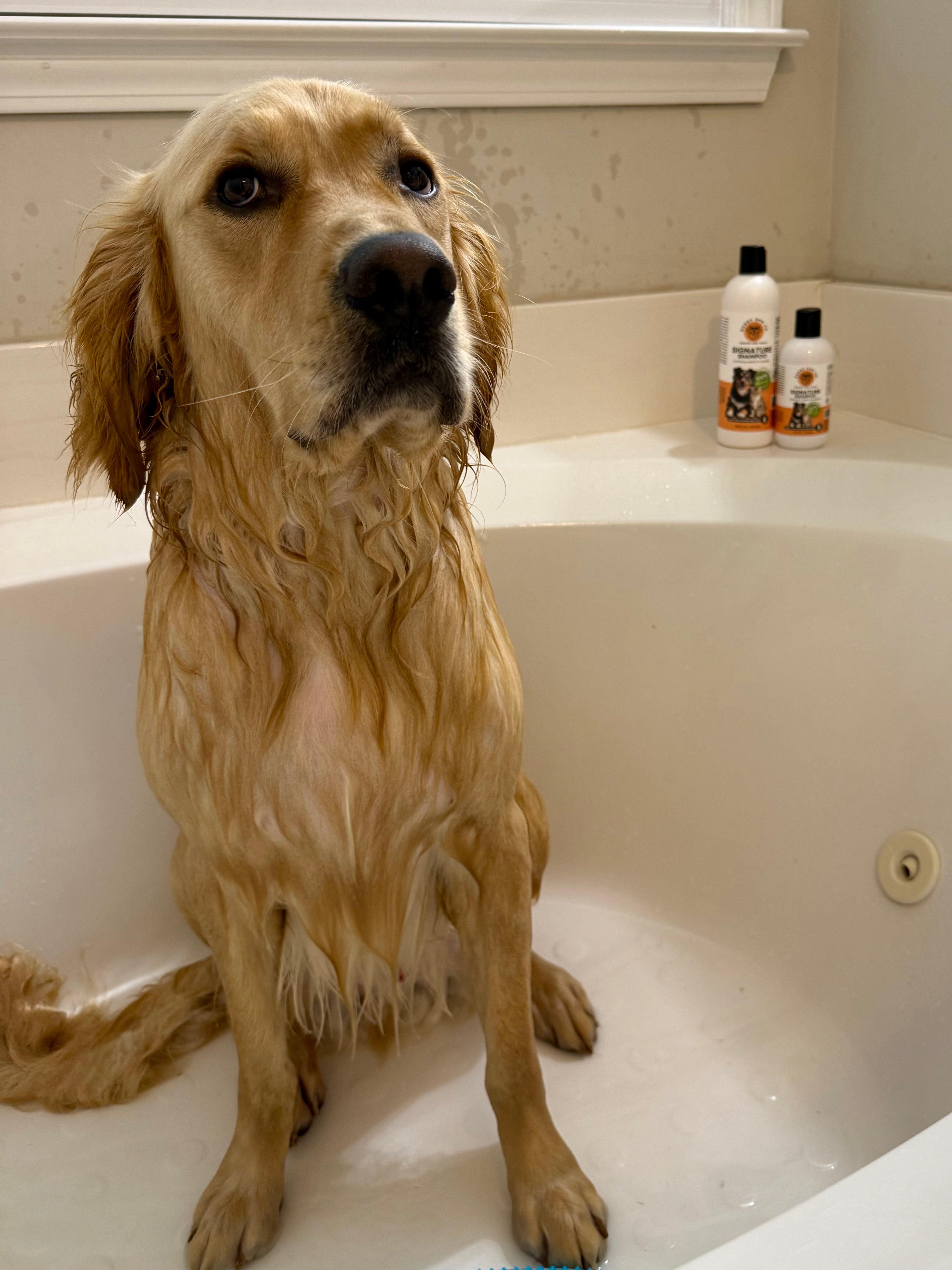 Signature Shampoo RTU (16oz)