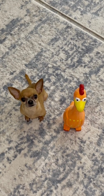 Camp Clucker Squeaky Dog Toy