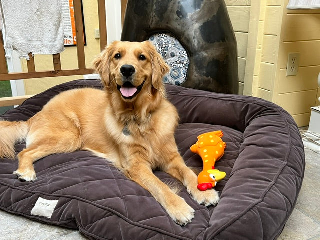 Camp Clucker Squeaky Dog Toy