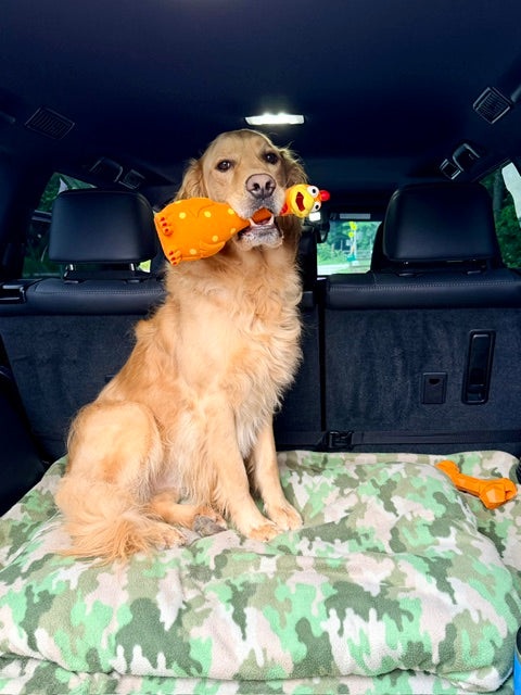 Camp Clucker Squeaky Dog Toy