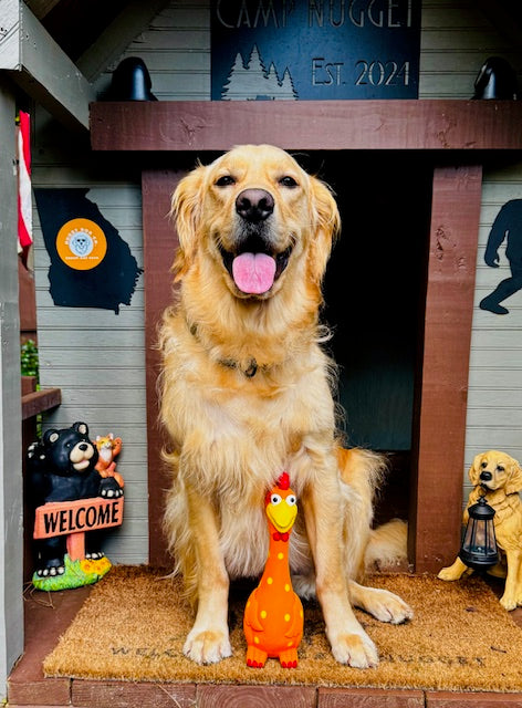 Camp Clucker Squeaky Dog Toy