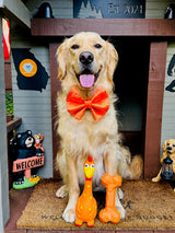 Nuggy Toy Duo | Camp Clucker + Nuggy Bone Dog Toy Bundle