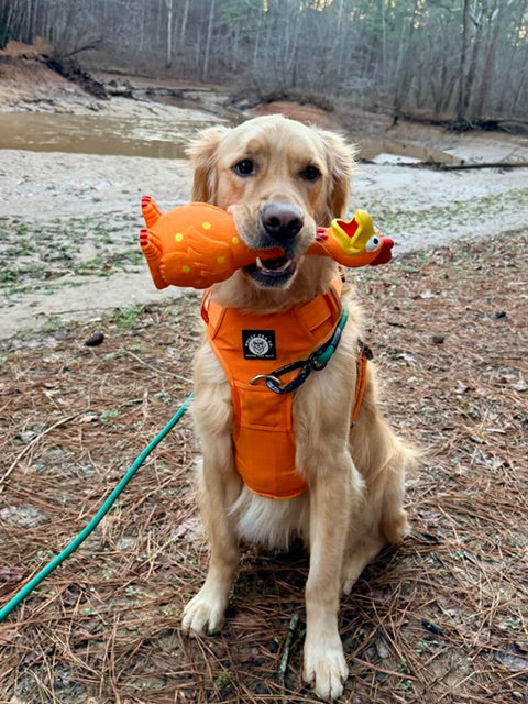 Camp Clucker Squeaky Dog Toy