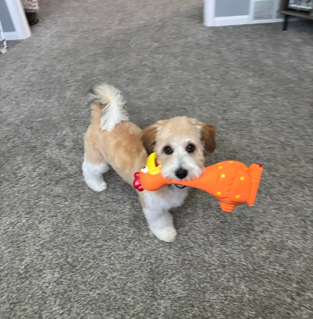 Camp Clucker Squeaky Dog Toy