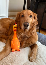 Camp Clucker Squeaky Dog Toy