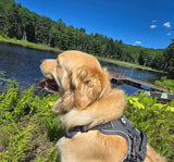 Nuggy Beast Harness