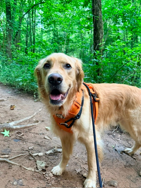 Nuggy Beast Harness