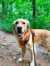 Nuggy Beast Harness