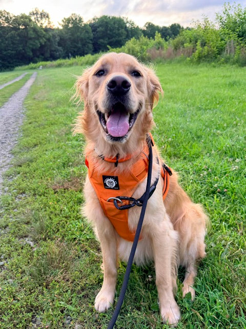 Nuggy Beast Harness