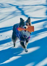 Camp Clucker Squeaky Dog Toy