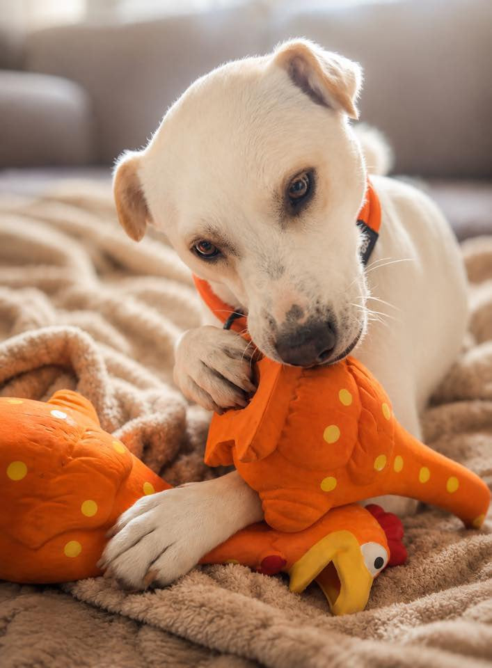 Camp Clucker Squeaky Dog Toy