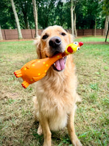 Camp Clucker Squeaky Dog Toy