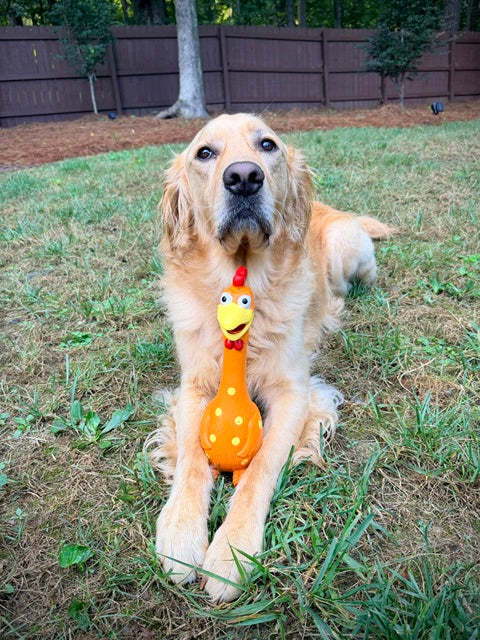 Camp Clucker Squeaky Dog Toy