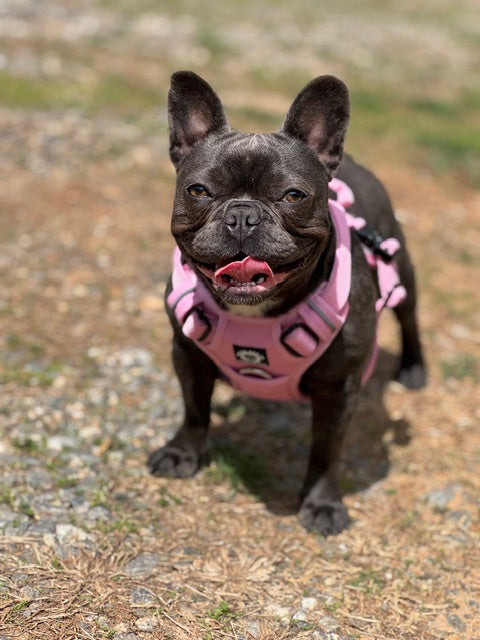 Nuggy Beast Harness