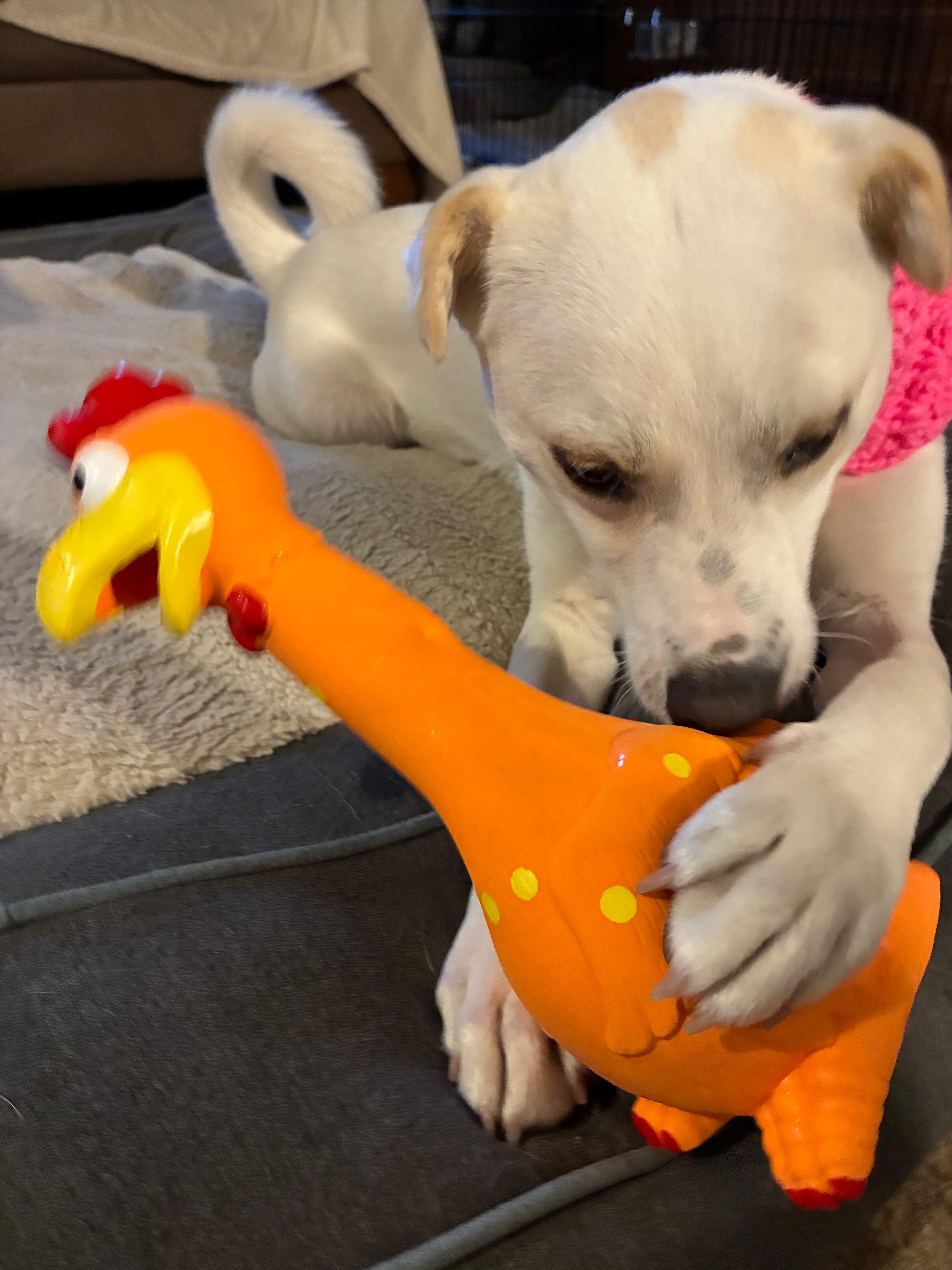 Camp Clucker Squeaky Dog Toy