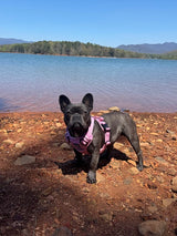 Nuggy Beast Harness