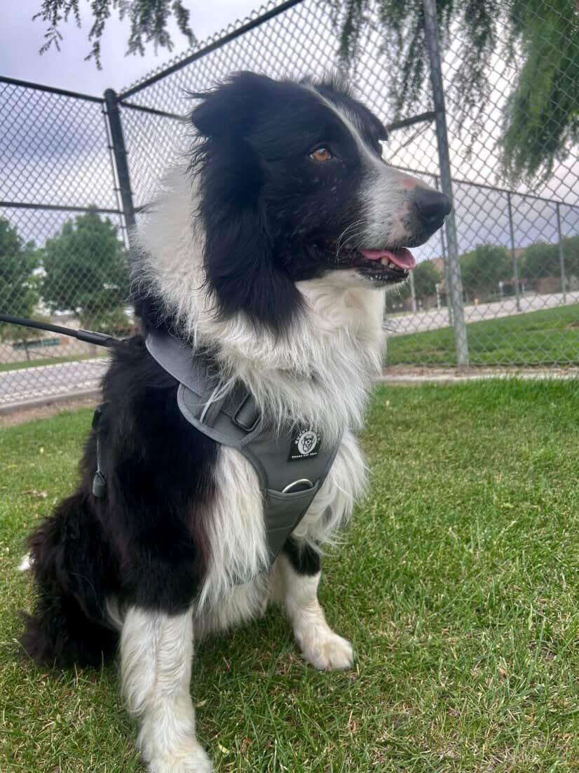 Nuggy Beast Harness