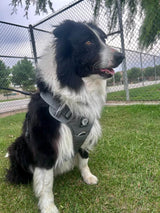 Nuggy Beast Harness