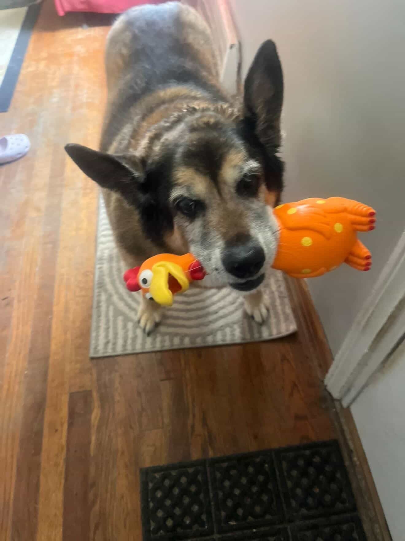 Camp Clucker Squeaky Dog Toy