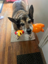 Camp Clucker Squeaky Dog Toy